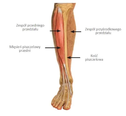 Mięśnie piszczeli - budowa, funkcje oraz najczęstsze urazy i leczenie
