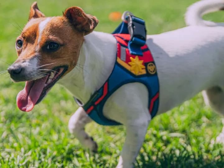 Jak wybrać najlepsze szelki do biegania z psem? Poradnik