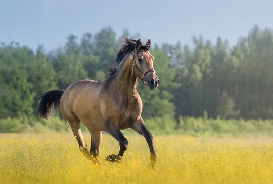 Jak szybko koń w biegu może pędzić? Zobacz rekordy prędkości i chody