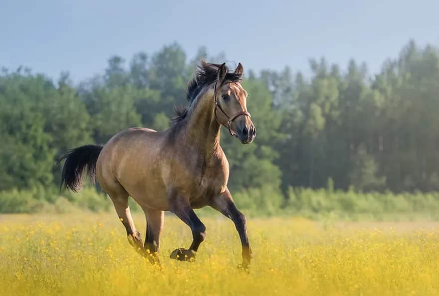Jak szybko koń w biegu może pędzić? Zobacz rekordy prędkości i chody
